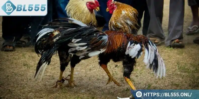 Đá gà BL555 1 Đá gà BL555 là gì?