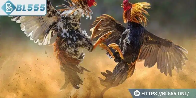 Đá gà BL555 2 Sảnh Đá gà tại BL555 có rất nhiều tính năng nổi bật