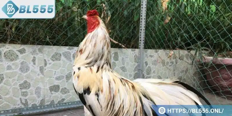 Gà ngũ sắc chân trắng - Đặc điểm và bí kíp chơi dành cho bạn 7 Đọc ngay bí kíp giúp chơi gà ngũ sắc dễ thắng