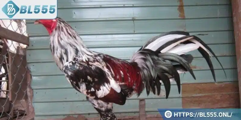 Gà ngũ sắc chân trắng - Đặc điểm và bí kíp chơi dành cho bạn 6 Gà ngũ sắc chân trắng có sức chiến đấu rất mạnh mẽ