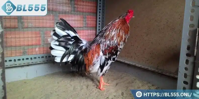 Gà ngũ sắc chân trắng - Đặc điểm và bí kíp chơi dành cho bạn 5 Sơ lược về loại gà ngũ sắc hiếm có