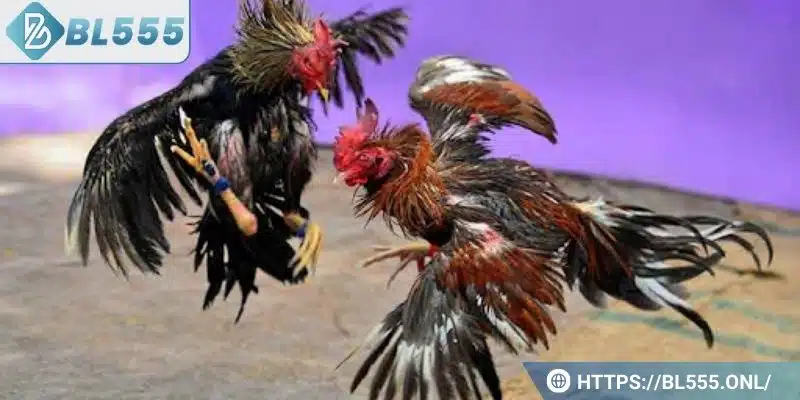 Trực tiếp đá gà BL555 – Trò chơi đá gà trực tuyến hấp dẫn 6 Đây là hình thức đặt cược phổ biến nhất tại nhà cái BL555