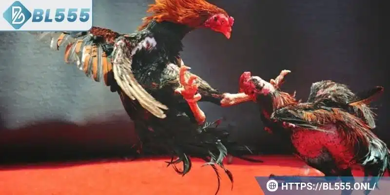 Trực tiếp đá gà BL555 – Trò chơi đá gà trực tuyến hấp dẫn 7 Mẹo chơi giúp người chơi chiến thắng dễ dàng