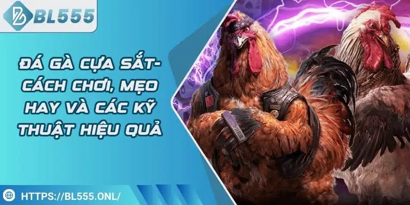 Đá gà cựa sắt - Cách chơi hay và các kỹ thuật hiệu quả 5 Đá gà cựa sắt - Cách chơi hay và các kỹ thuật hiệu quả