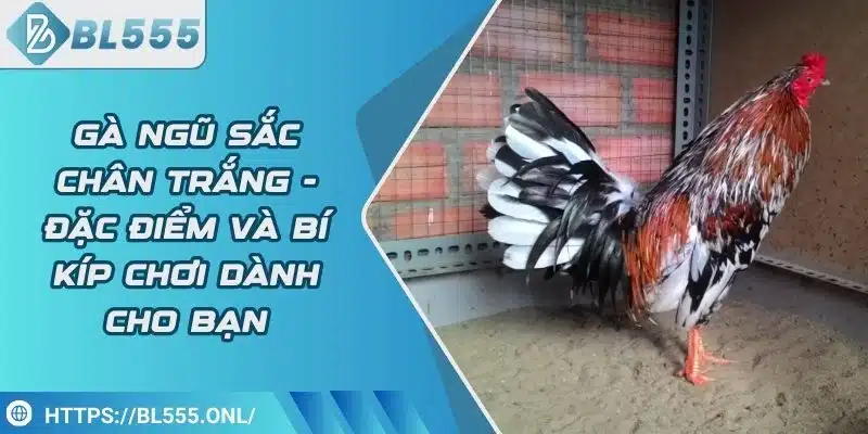 Gà ngũ sắc chân trắng - Đặc điểm và bí kíp chơi dành cho bạn 6 Gà ngũ sắc chân trắng - Đặc điểm và bí kíp chơi dành cho bạn